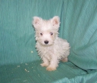 PRECIOSOS CACHORRITOS DE WEST HIGHLAND TERRIER - mejor precio | unprecio.es