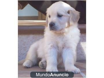 regalo Excelente camada de golden retriever