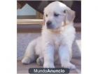 regalo Excelente camada de golden retriever - mejor precio | unprecio.es