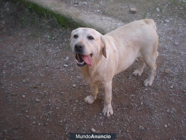 se regala perra labrador muy cariñosa en barcelona