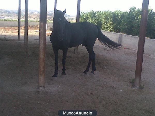vendo caballo negro y caballito enano blanco