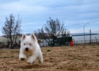 Westy , West Highland white terrier Entregamos nuestros cachorros garantizados - mejor precio | unprecio.es