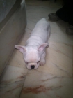 Se vende precioso bulldog francés - mejor precio | unprecio.es