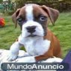 100 por ciento puros cachorros de raza boxer para sus hijos. - mejor precio | unprecio.es