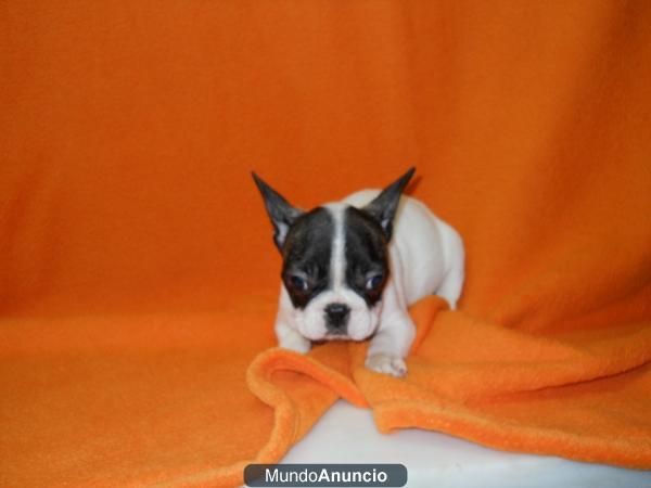 299 euros! BULLDOG FRANCES MACHITO DE LA FOTO