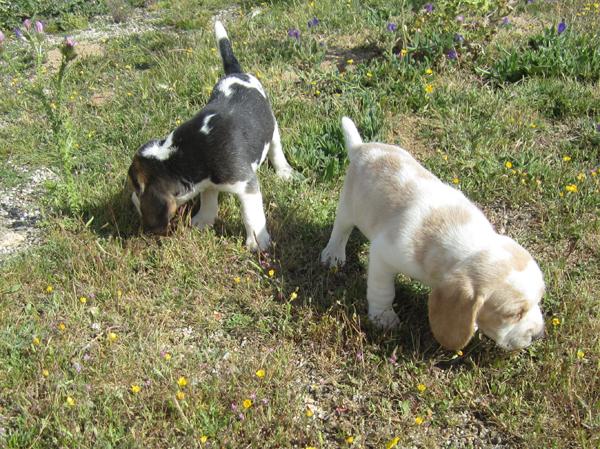 Beagles camada de colores bicolor y tricolor en oferta