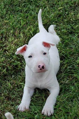 Bull Terrier que le encanta jugar y se abrazó con