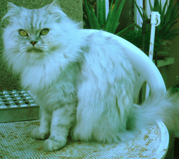 Busco gato persa macho para montar a mi gata persa hembra