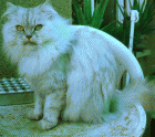 Busco gato persa macho para montar a mi gata persa hembra - mejor precio | unprecio.es