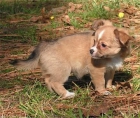 Extraordinario Chihuahua de Bolsillo - mejor precio | unprecio.es