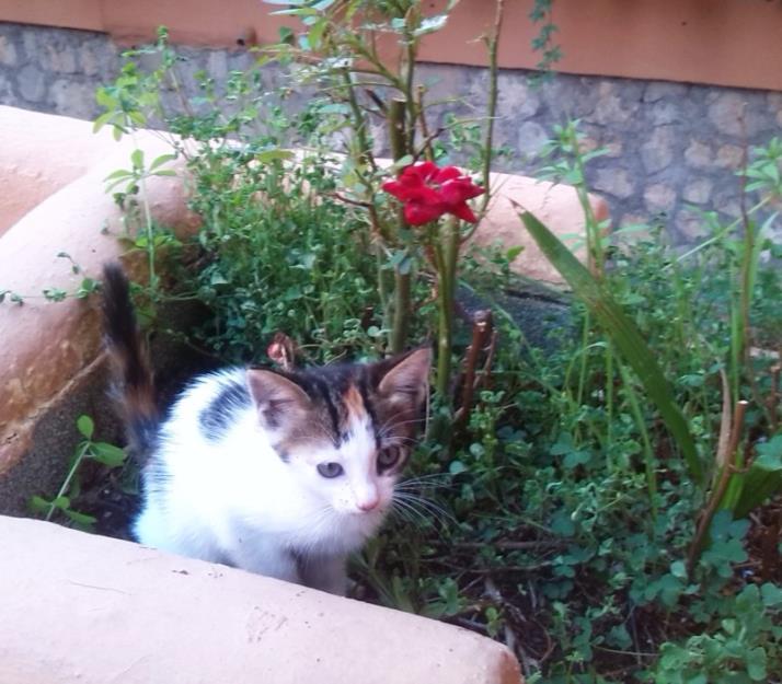 Gatita busca hogar en Granada