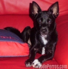KUKO, PRECIOSO MINIPERRITO 3-3.5 KGS, 4.5 MESES DE EDAD: - mejor precio | unprecio.es