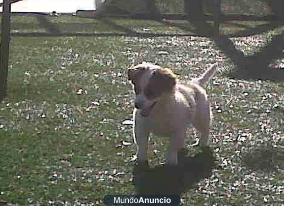 REGALO PERRITA