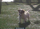 REGALO PERRITA - mejor precio | unprecio.es