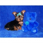 YORKSHIRE TERRIER TAMAÑO TOY POR 110E - mejor precio | unprecio.es