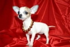 Chihuahua cachorros - mejor precio | unprecio.es