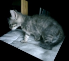 Gatito 7 semanas regalo a persona responsable - mejor precio | unprecio.es