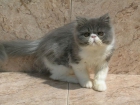 Gatitos persas de línea americana - mejor precio | unprecio.es