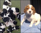 Impresionantes Cachorros de Epagneul Breton. - mejor precio | unprecio.es