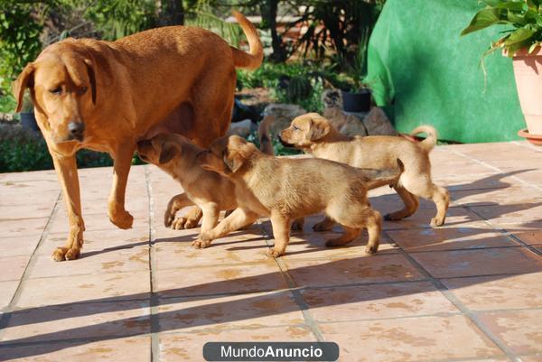 regalo cachorros de perros mestizos de labrador