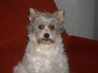 regalo perrita Dessy por no atender -es muy cariñosa - mejor precio | unprecio.es