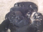 vendo cachorros pastor alemán - mejor precio | unprecio.es