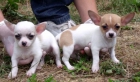 CHIHUAHUAS MUY PEQUEÑITOS. 590€ - mejor precio | unprecio.es