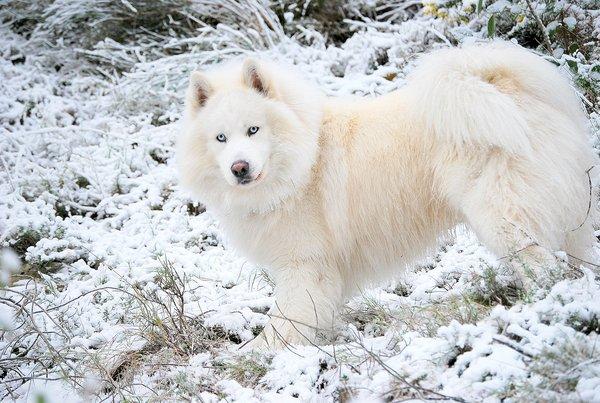 Alaska Malamuten Busca NOVIA