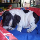 Bulldog Francés - mejor precio | unprecio.es