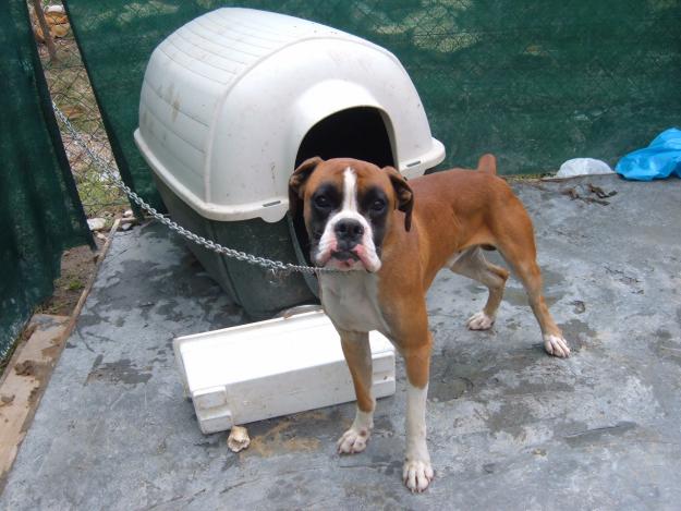 busco novia para mi boxer a coruña  españa