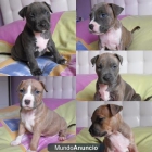 cachorros de american staffordshire terrier pedigree por 300 euros - mejor precio | unprecio.es