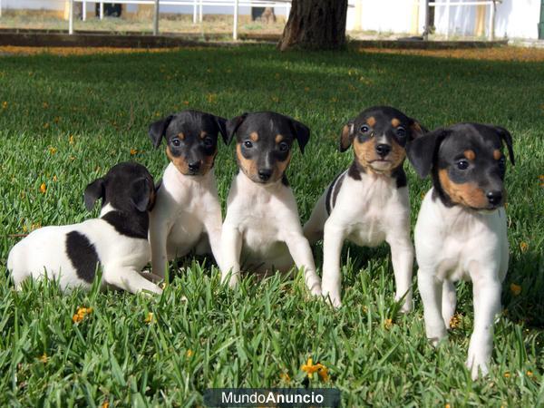 CACHORROS DE RATONERO BODEGUERO TALLA PEQUEÑA