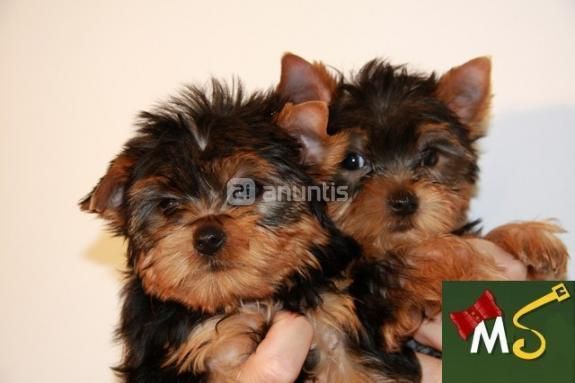 CACHORROS YORKSHIRE TERRIER TOY  130