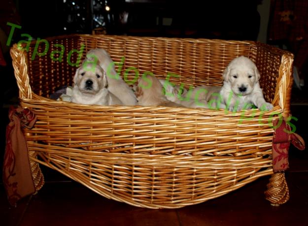 camada golden retriever hijos de campeones