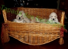 camada golden retriever hijos de campeones - mejor precio | unprecio.es