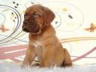 DOGO DE BURDEOS EJEMPLARES DE GRAN CALIDAD - mejor precio | unprecio.es