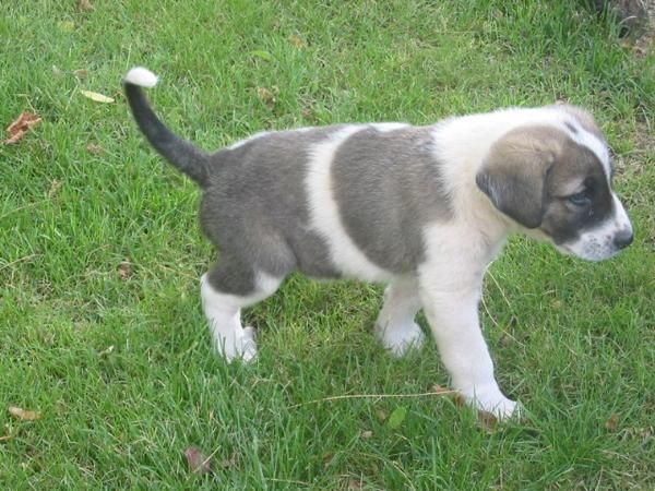 Mastín leones,cachorro macho.