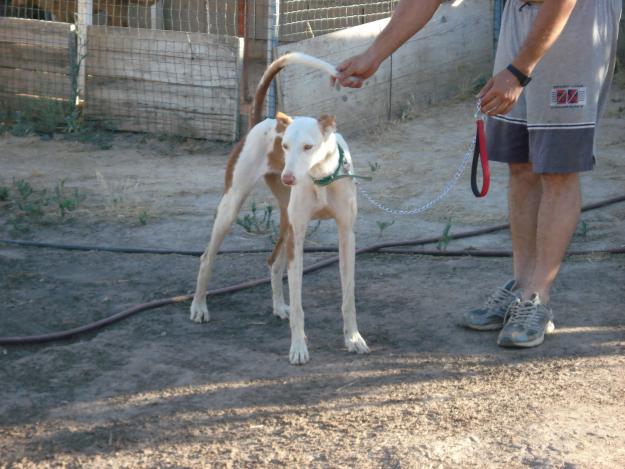 podenco ibicenco