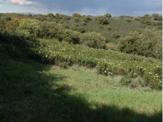 Solar/Parcela en venta en Galápagos, Guadalajara