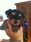 VENDO CACHORRITA YORKSHIRE MINI LISTA PARA ENTREGAR - mejor precio | unprecio.es