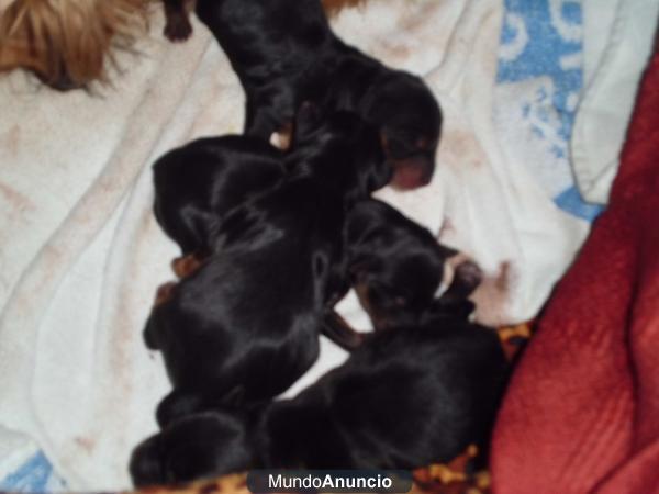 vendo hembra yorsike terrier mediano de 2 meses 400 e