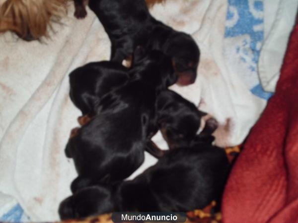 vendo hembra yorsike terrier mediano de 2 meses 400 e