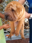 VENDO SHAR PEI HEMBRA - mejor precio | unprecio.es