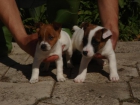 Cachorros de Jack russell - mejor precio | unprecio.es