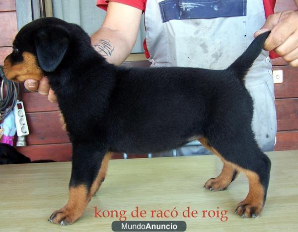 EXCELENTE CAMADA DE ROTTWEILERS!!!