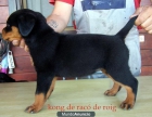 EXCELENTE CAMADA DE ROTTWEILERS!!! - mejor precio | unprecio.es
