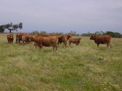 Ganado Limusin, vacas novillas y añojas