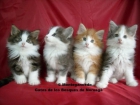 Gatitos bosque de noruega - garantia y pedigree - mejor precio | unprecio.es