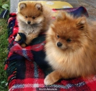 Precioso cachorro de pomerania de 2 meses con pedigrÃ­ - mejor precio | unprecio.es
