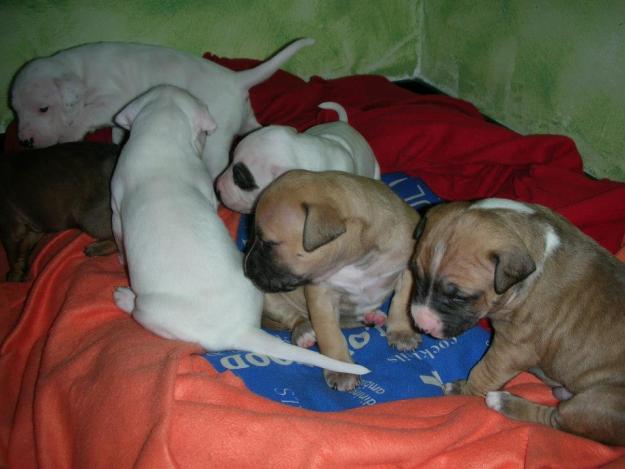 Se vende cachorros de American Pitbull